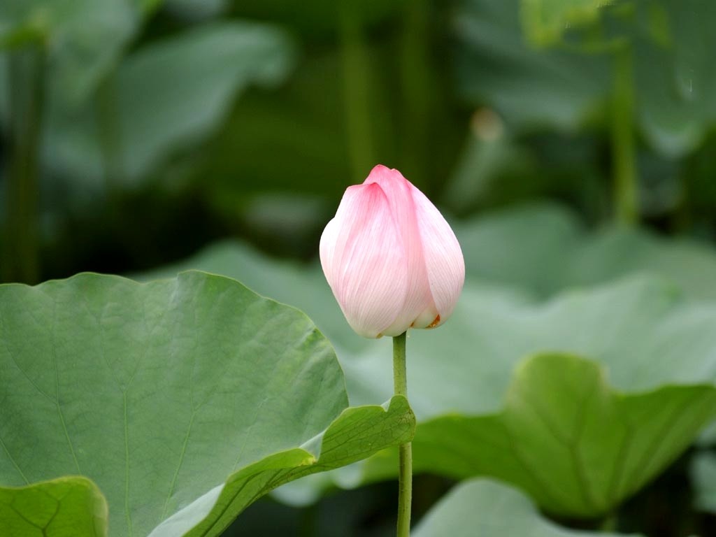 Beau fond d'écran de lotus #7 - 1024x768