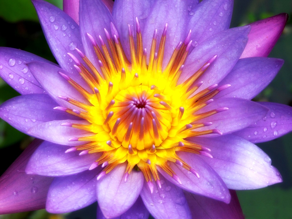 Krásné Lotus wallpaper #13 - 1024x768