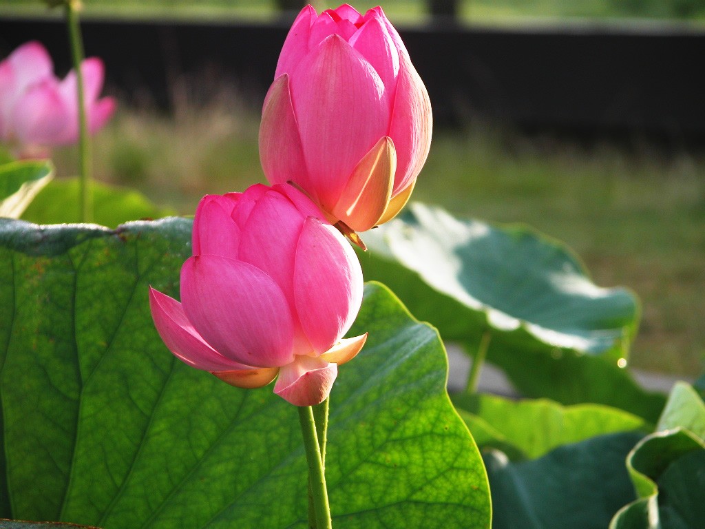 Beau fond d'écran de lotus #14 - 1024x768