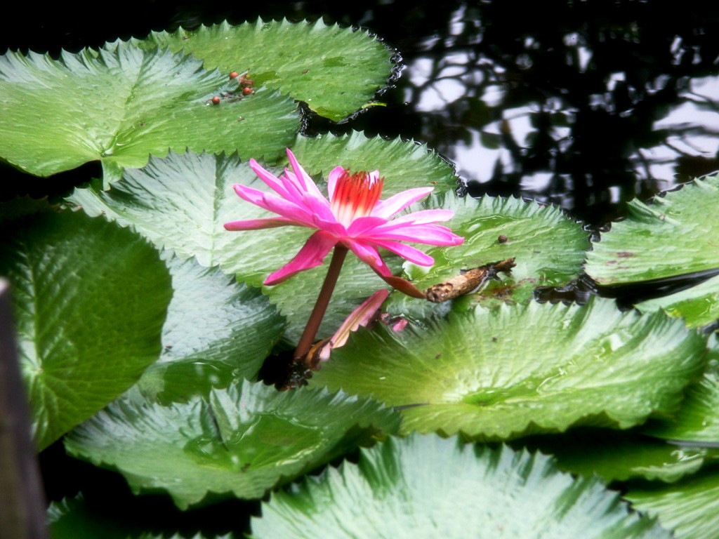 Beau fond d'écran de lotus #17 - 1024x768