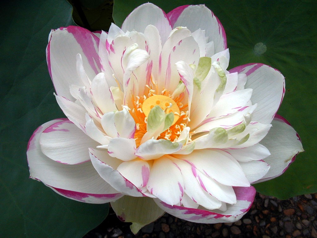 Beau fond d'écran de lotus #20 - 1024x768