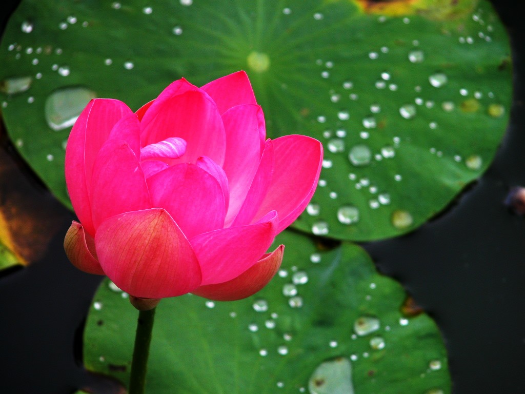 Beau fond d'écran de lotus #21 - 1024x768