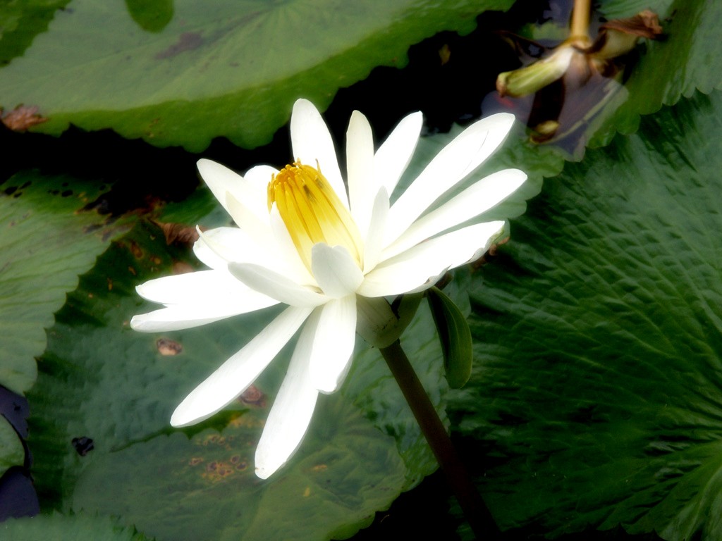 Beau fond d'écran de lotus #22 - 1024x768