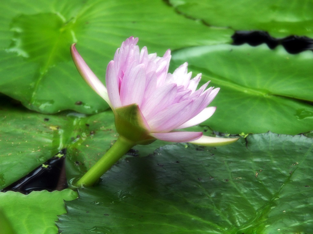 Beau fond d'écran de lotus #23 - 1024x768