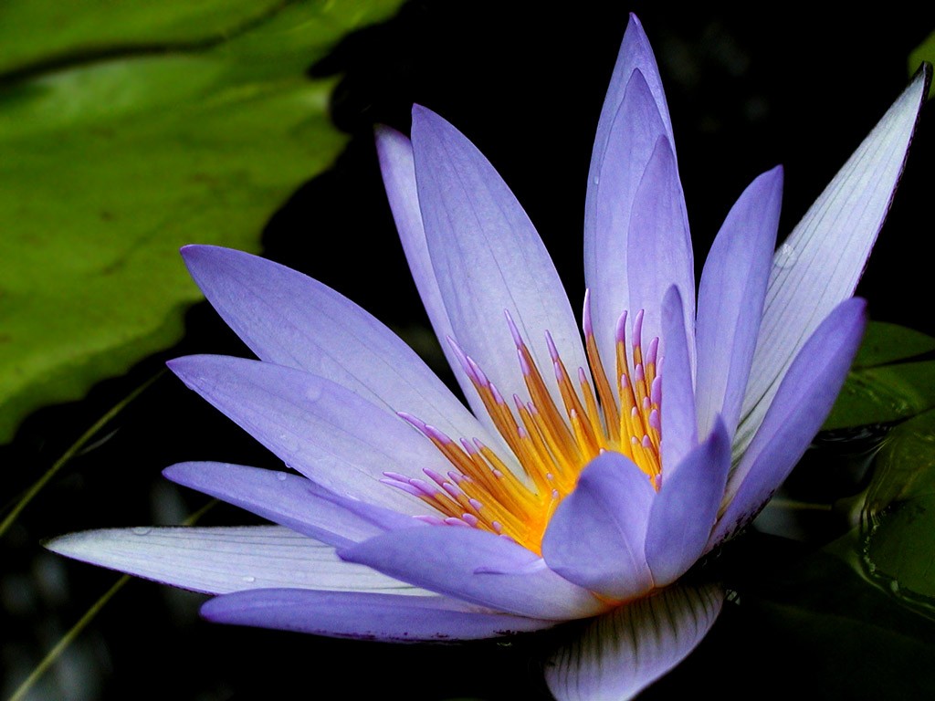 Beau fond d'écran de lotus #26 - 1024x768