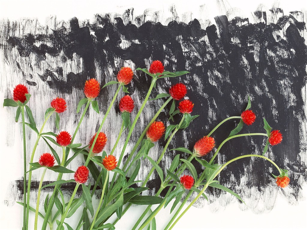 桌面鮮花壁紙精選(一) #16 - 1024x768