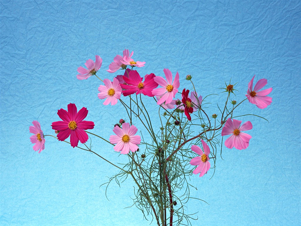 Flower Hintergrundbilder Selection (1) #24 - 1024x768
