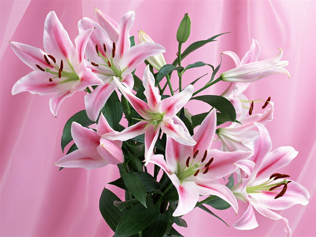 桌面鮮花壁紙精選(一) #28 - 1024x768