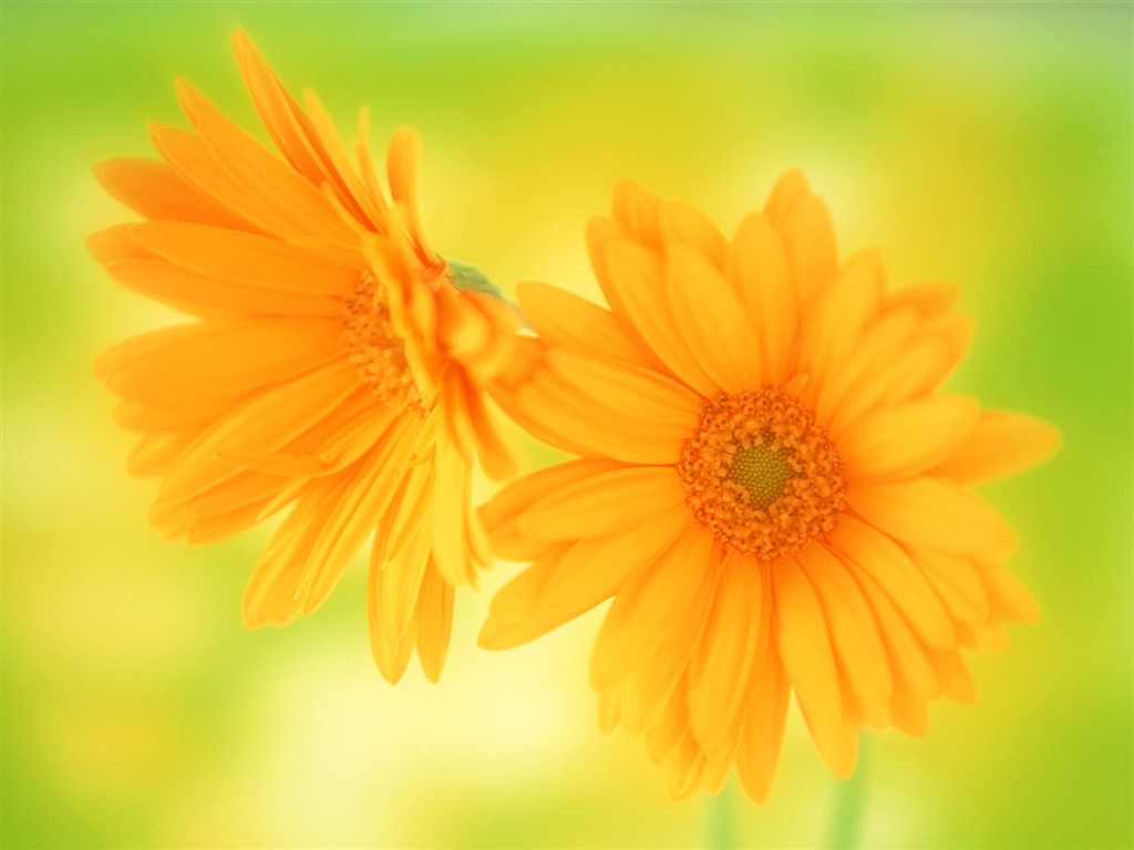 Flower Hintergrundbilder Selection (1) #37 - 1024x768