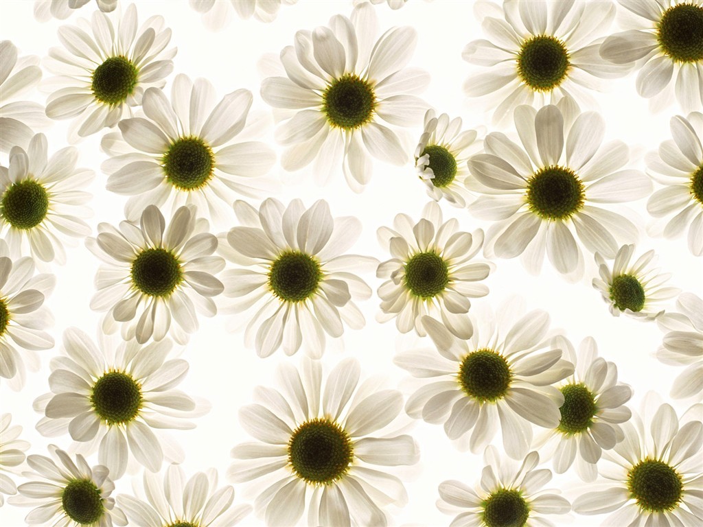 Flower Hintergrundbilder Selection (1) #40 - 1024x768