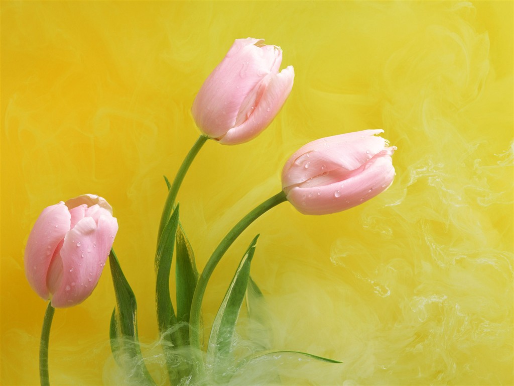 Flower Hintergrundbilder Selection (2) #31 - 1024x768