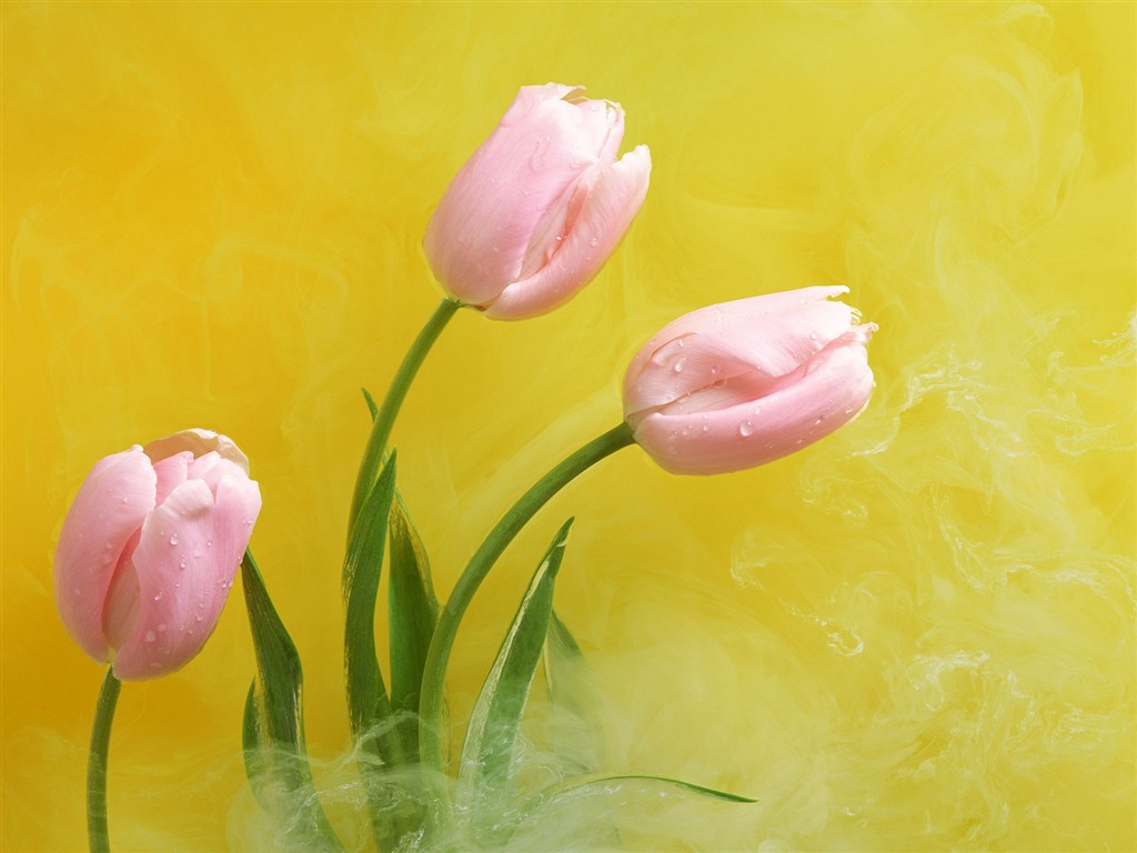 桌面鮮花壁紙精選(二) #31 - 1024x768