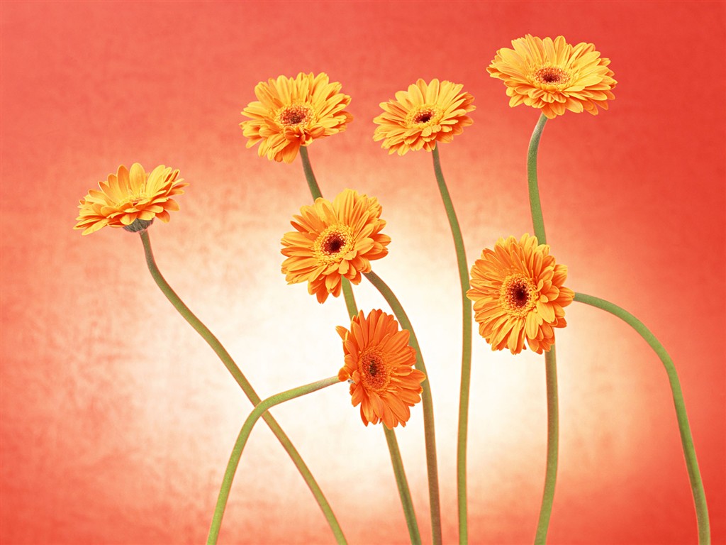 Flower Hintergrundbilder Selection (2) #33 - 1024x768