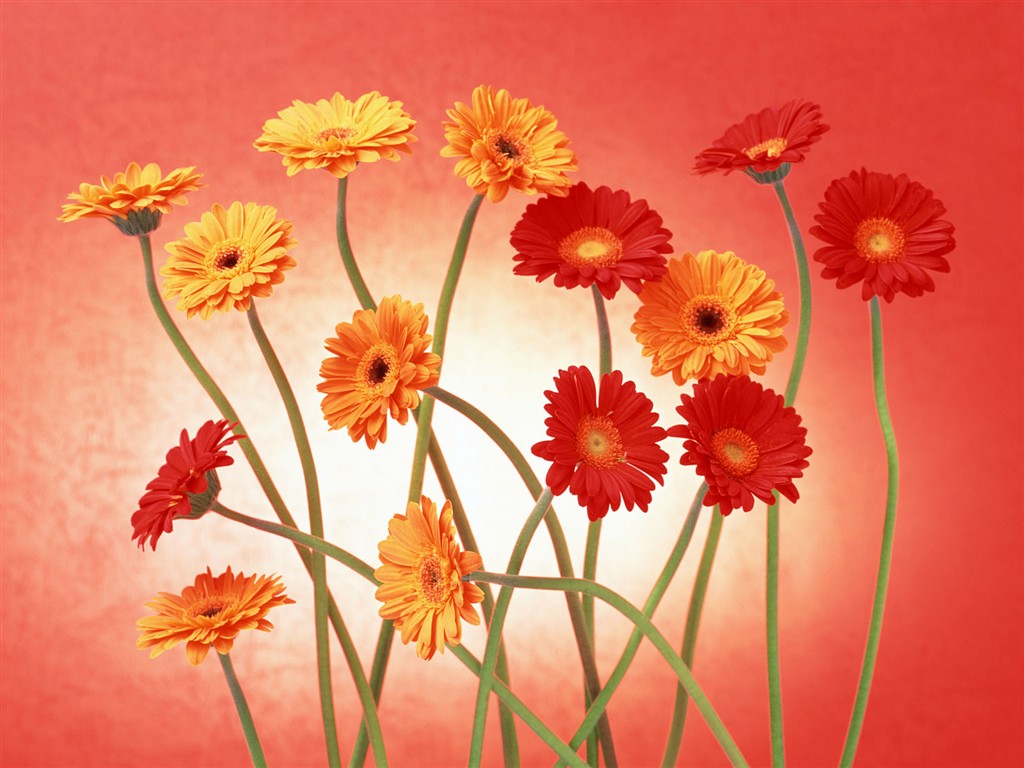 Flower Desktop Wallpaper Selection (2) #34 - 1024x768