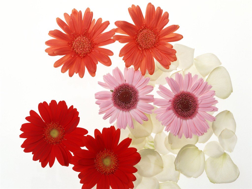 Flower Desktop Wallpaper Selection (2) #35 - 1024x768