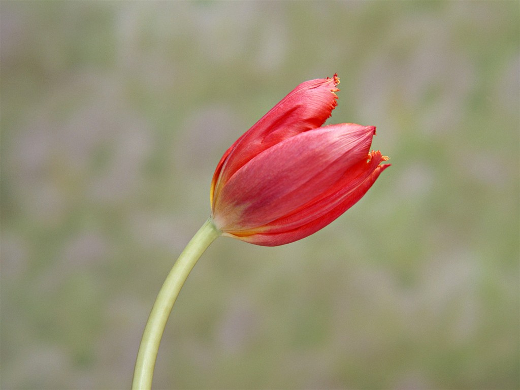 桌面鮮花壁紙精選(二) #38 - 1024x768