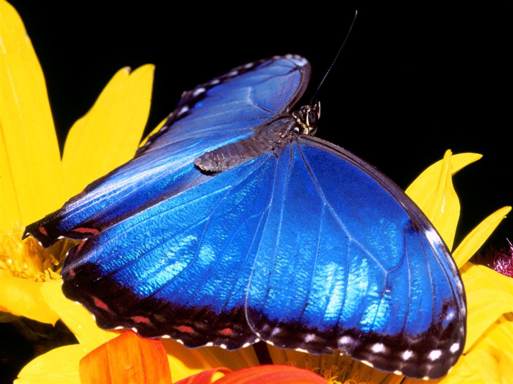 Fondo de pantalla de fotos de Mariposas (2) #2 - 1024x768