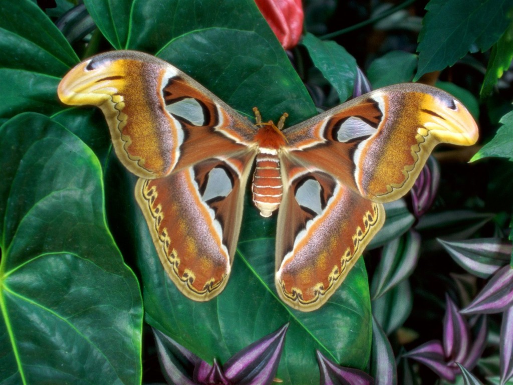 Fondo de pantalla de fotos de Mariposas (2) #4 - 1024x768