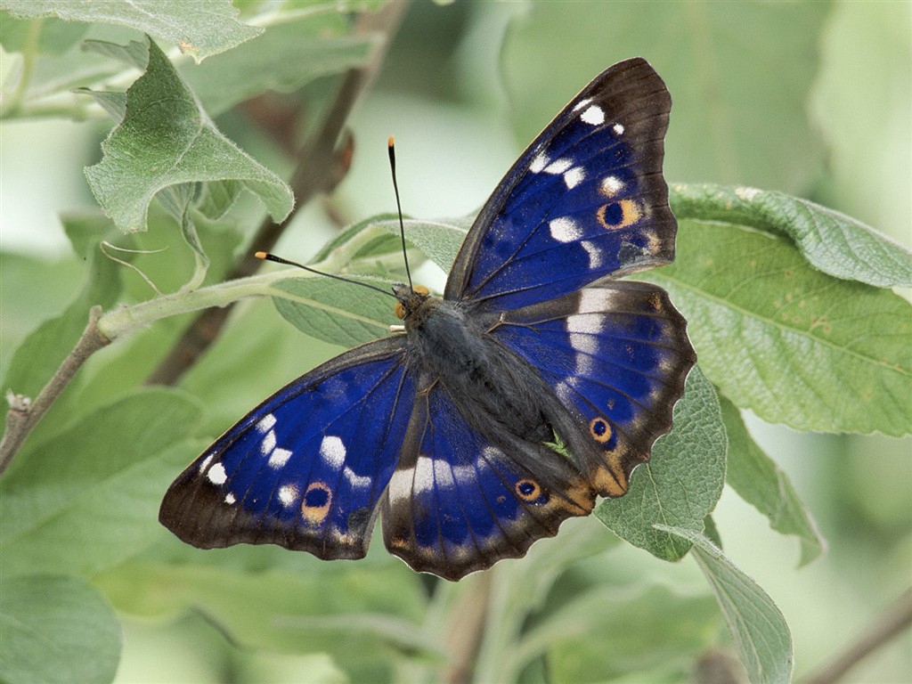 Fondo de pantalla de fotos de Mariposas (2) #6 - 1024x768