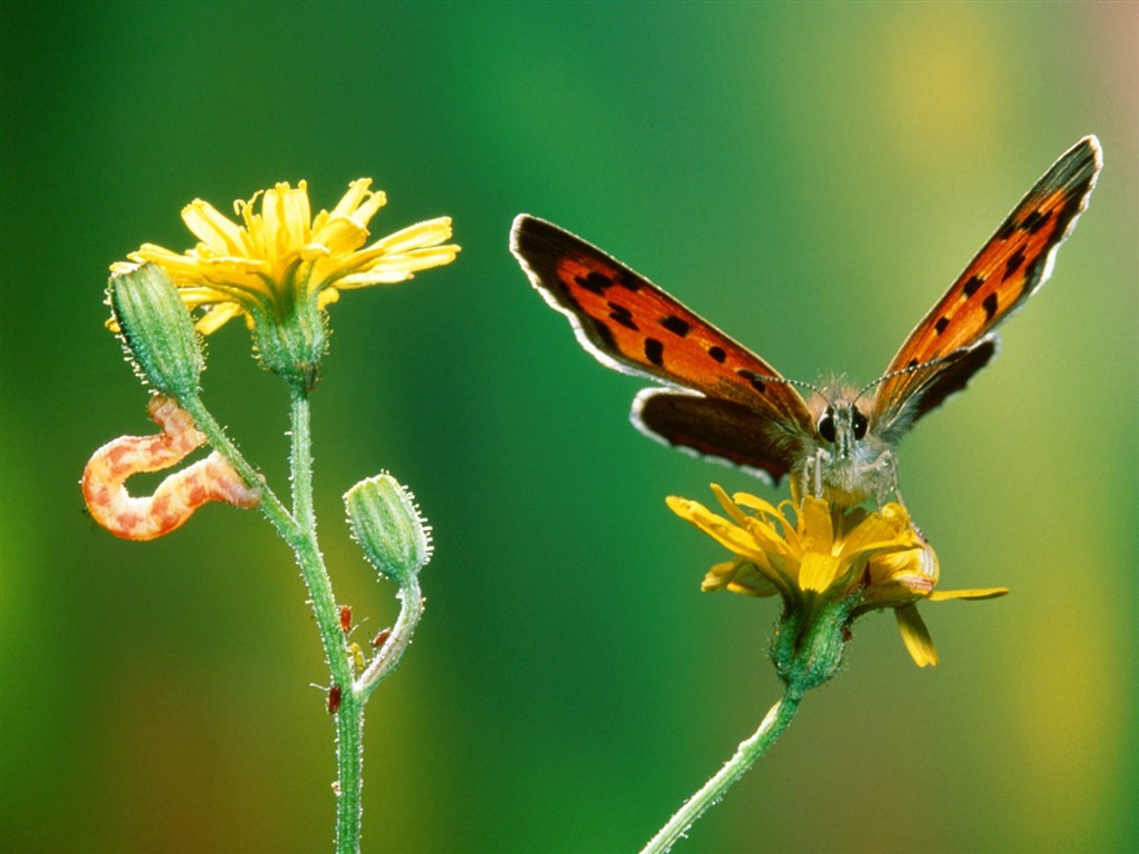 Fondo de pantalla de fotos de Mariposas (2) #9 - 1024x768