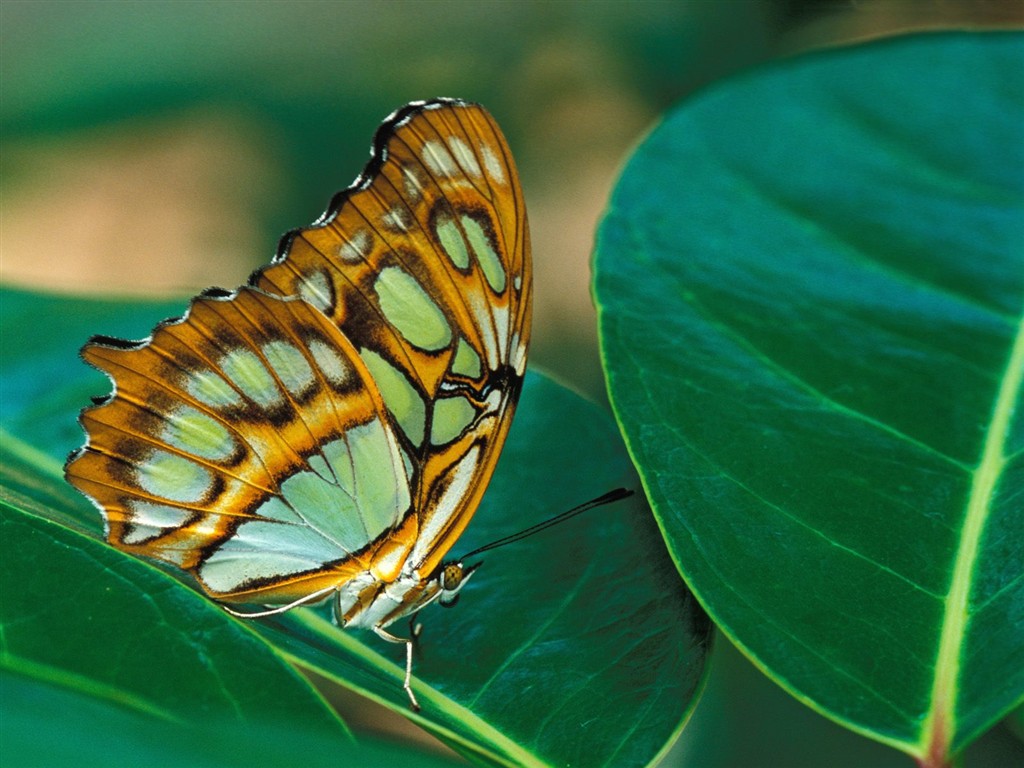 Fondo de pantalla de fotos de Mariposas (2) #10 - 1024x768