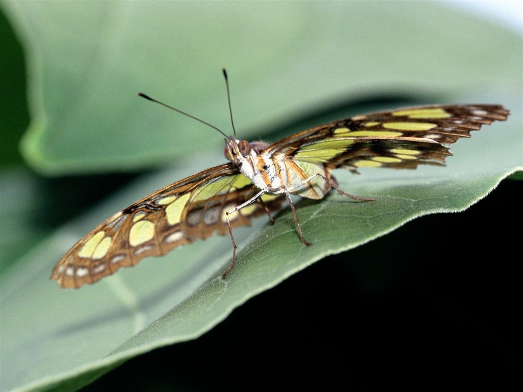 Fondo de pantalla de fotos de Mariposas (2) #11 - 1024x768