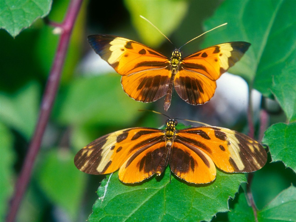 Fondo de pantalla de fotos de Mariposas (2) #12 - 1024x768