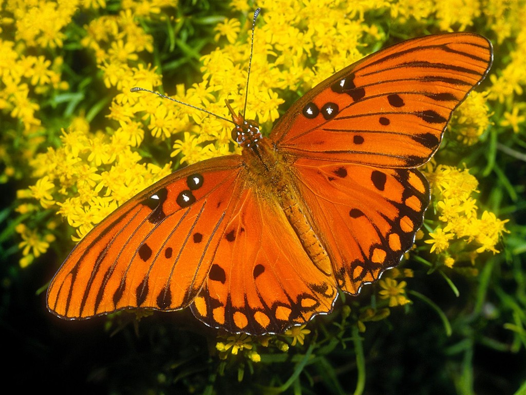 Fondo de pantalla de fotos de Mariposas (2) #14 - 1024x768