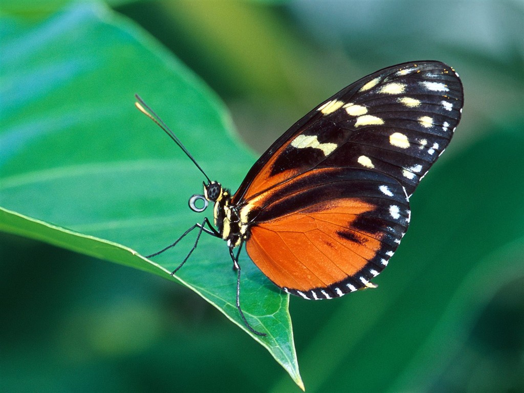 Fondo de pantalla de fotos de Mariposas (2) #15 - 1024x768