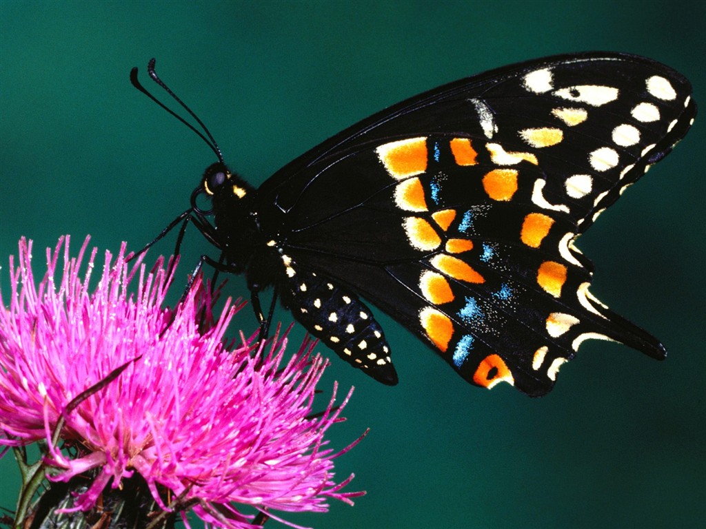 Fondo de pantalla de fotos de Mariposas (2) #16 - 1024x768