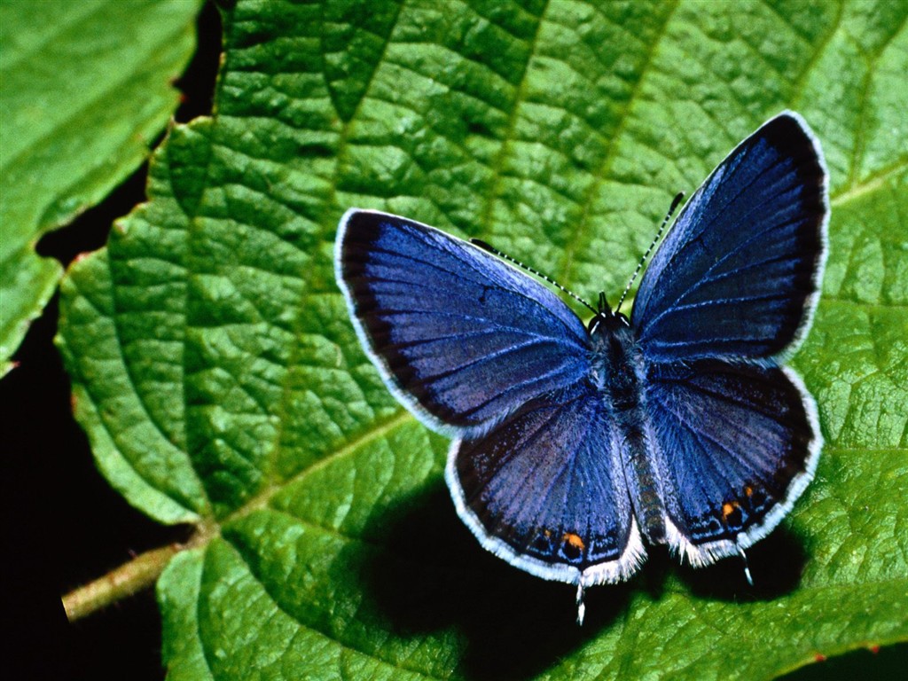Butterfly Foto tapety (2) #17 - 1024x768