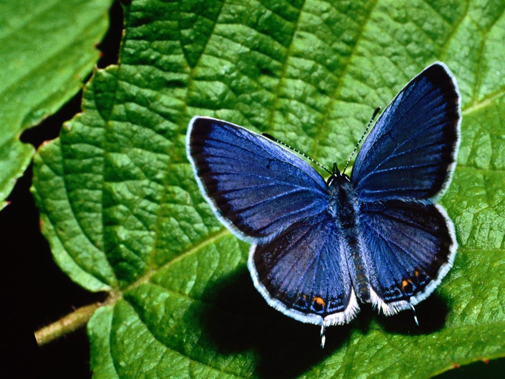 Fondo de pantalla de fotos de Mariposas (2) #17 - 1024x768