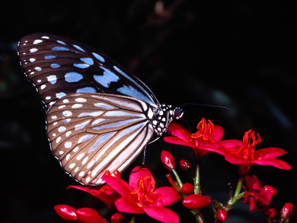 Fondo de pantalla de fotos de Mariposas (2) #18 - 1024x768