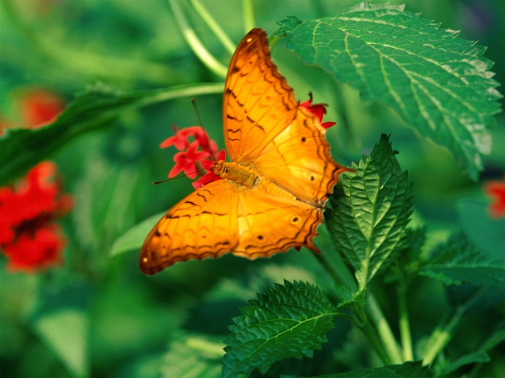 Fondo de pantalla de fotos de Mariposas (2) #19 - 1024x768