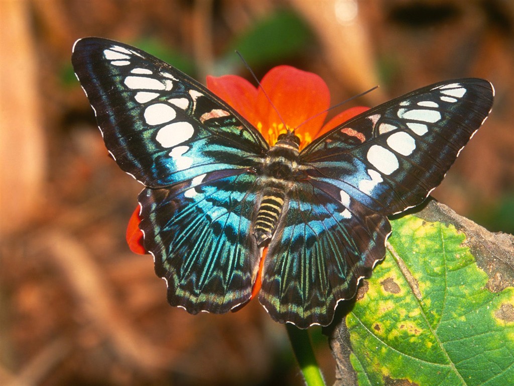 Fondo de pantalla de fotos de Mariposas (2) #20 - 1024x768