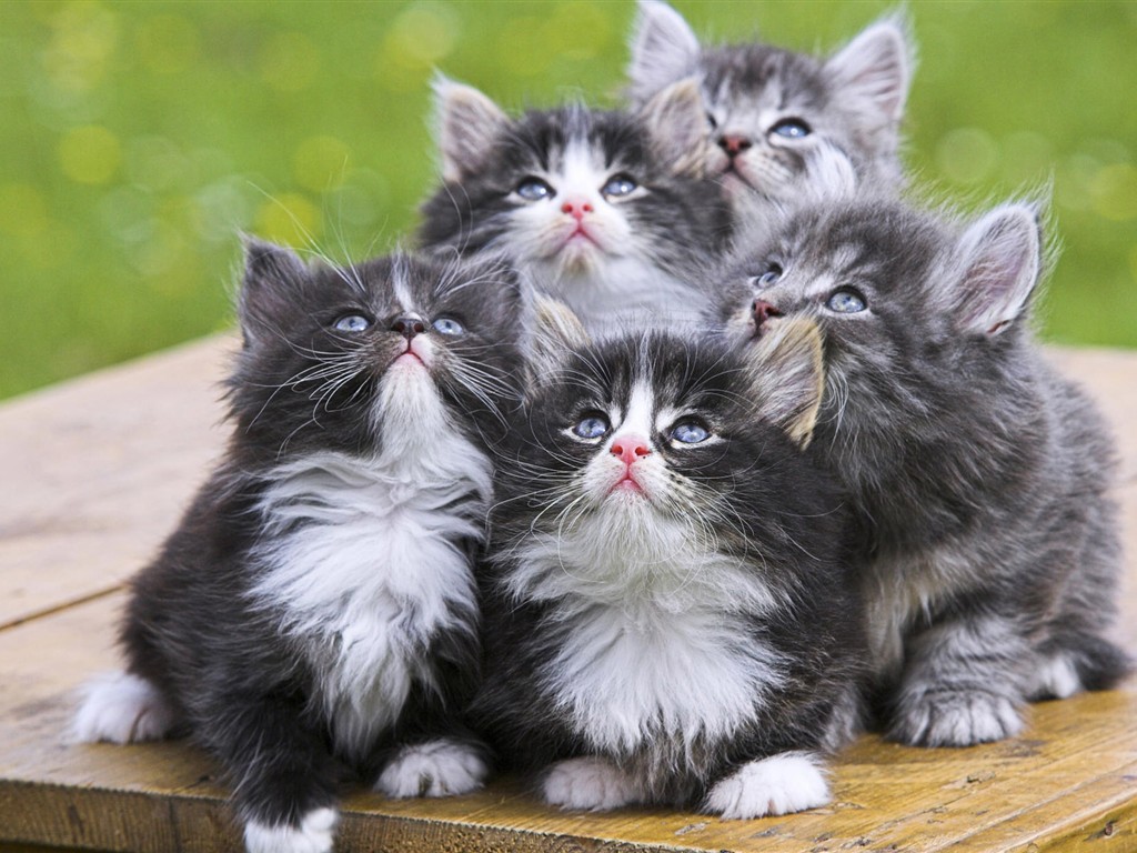 動物壁紙合集(一) # - 1024x768