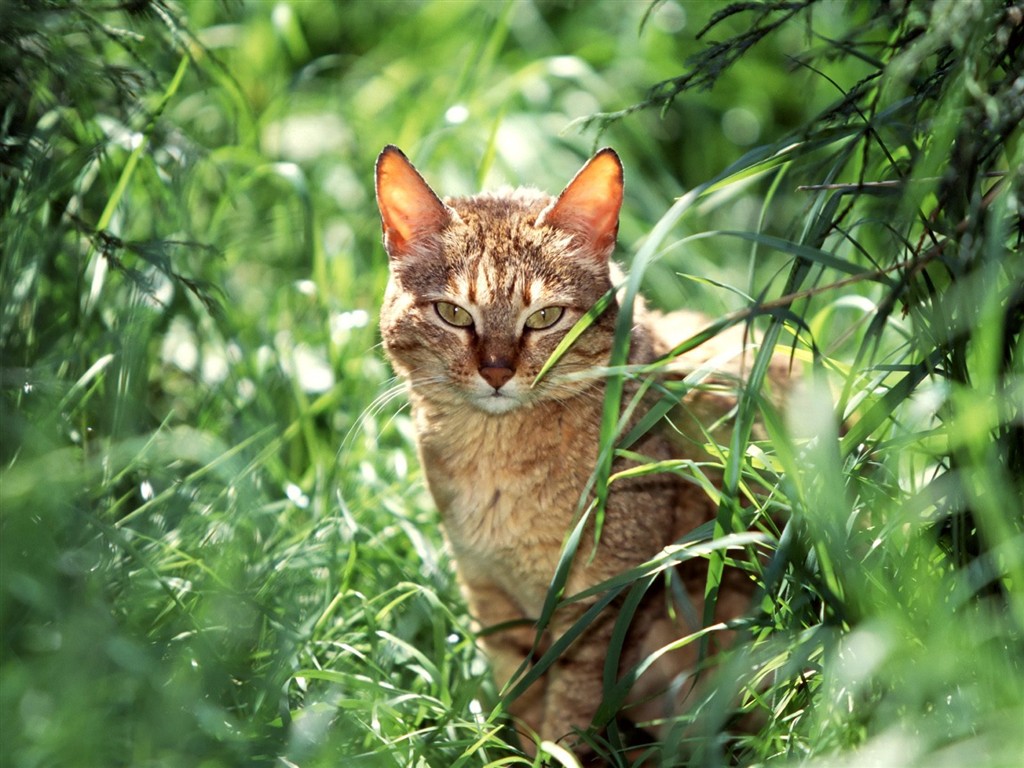 Los gatos Fondos de Fotografía #11 - 1024x768