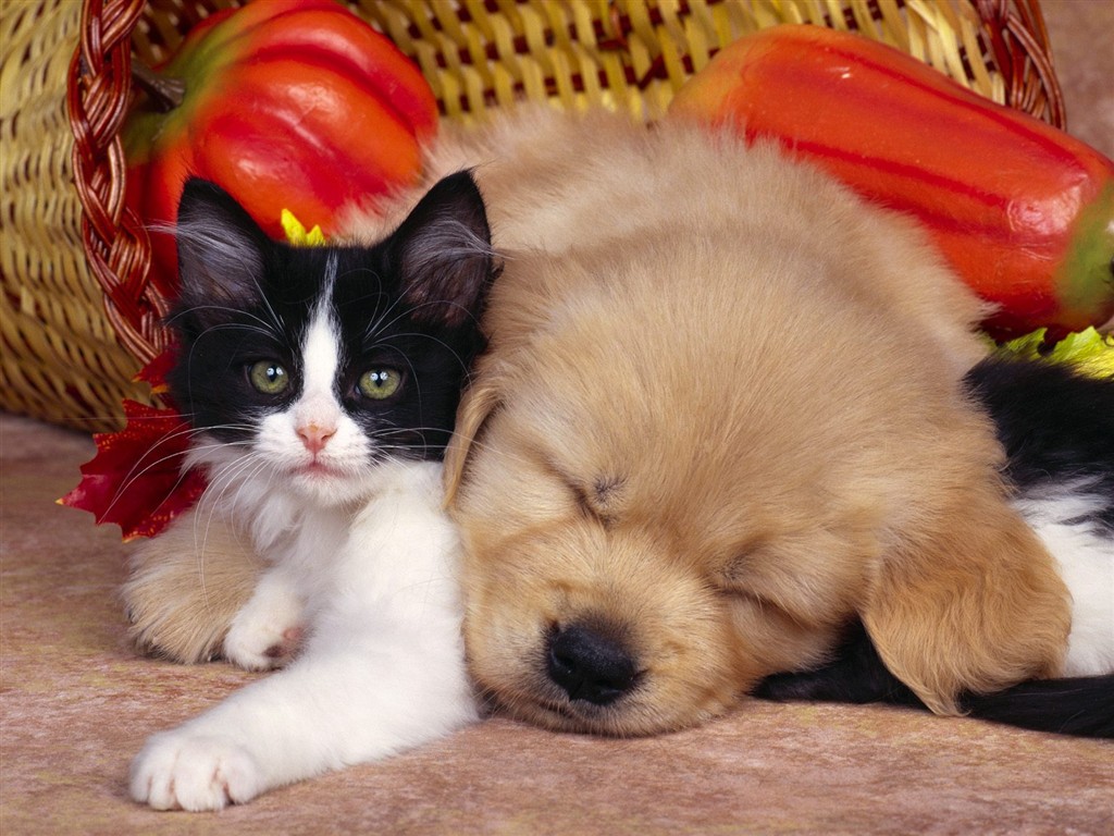 猫の写真の壁紙 #15 - 1024x768