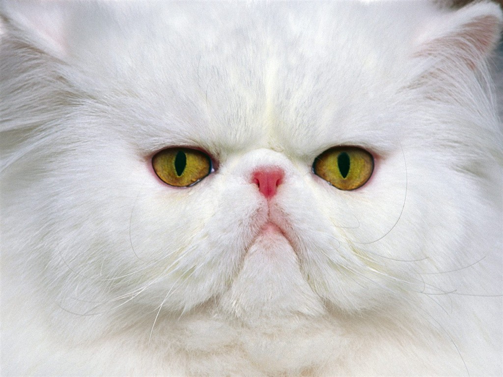 貓咪寫真 #16 - 1024x768