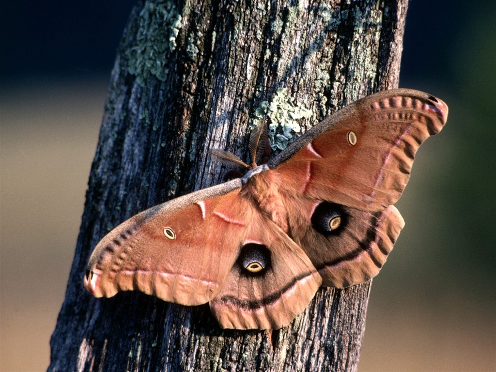 Fondo de pantalla de fotos de mariposas (1) #2 - 1024x768