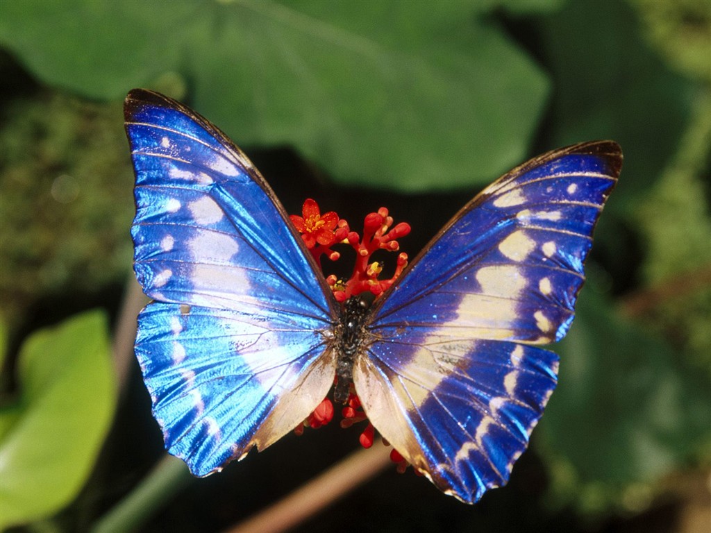 나비 사진 배경 (1) #8 - 1024x768