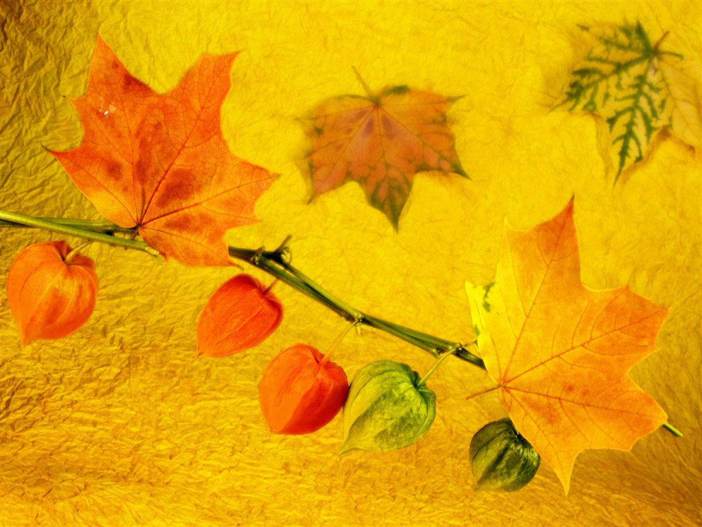 鮮花特寫(一) #2 - 1024x768