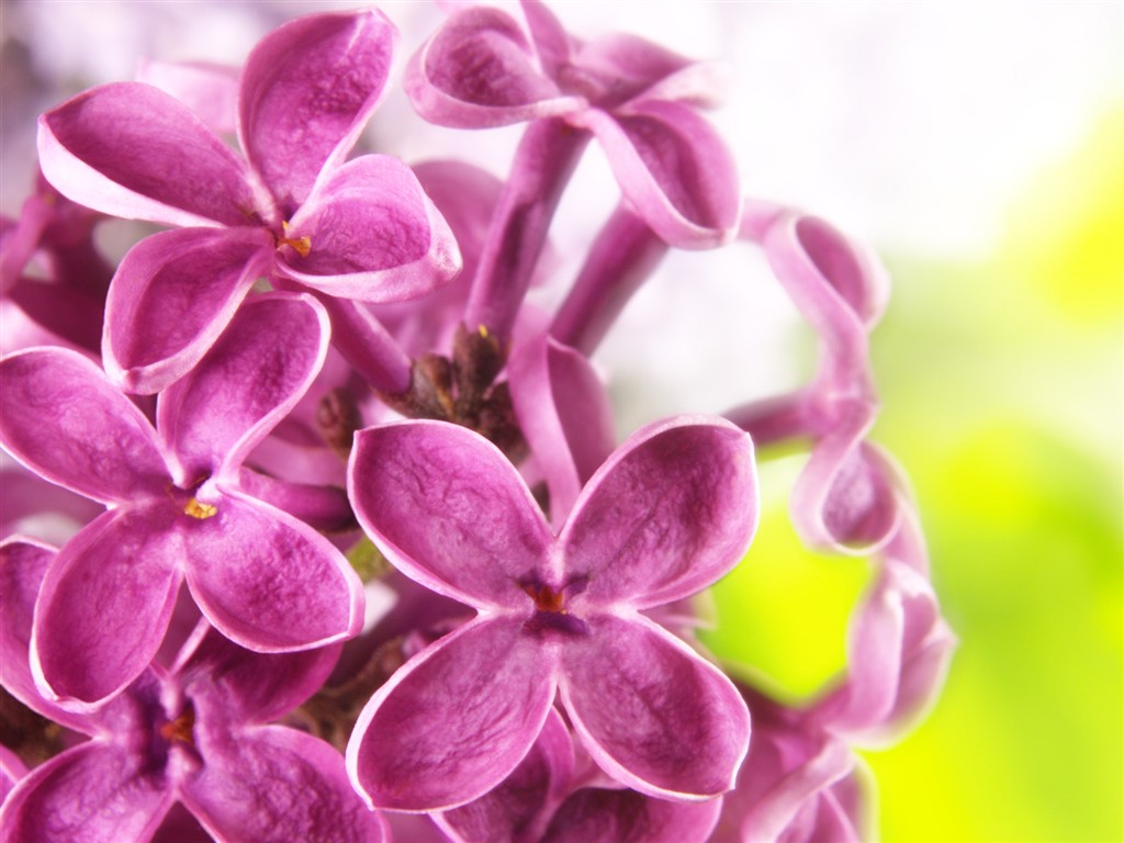 Flowers close-up (1) #11 - 1024x768