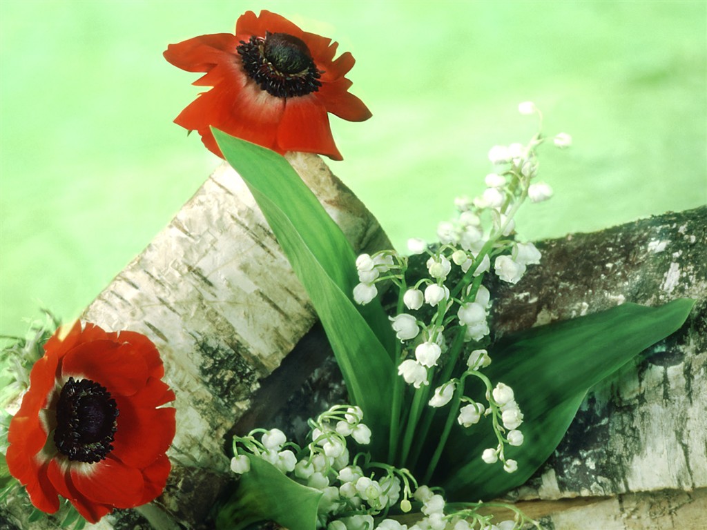 Flowers close-up (1) #19 - 1024x768