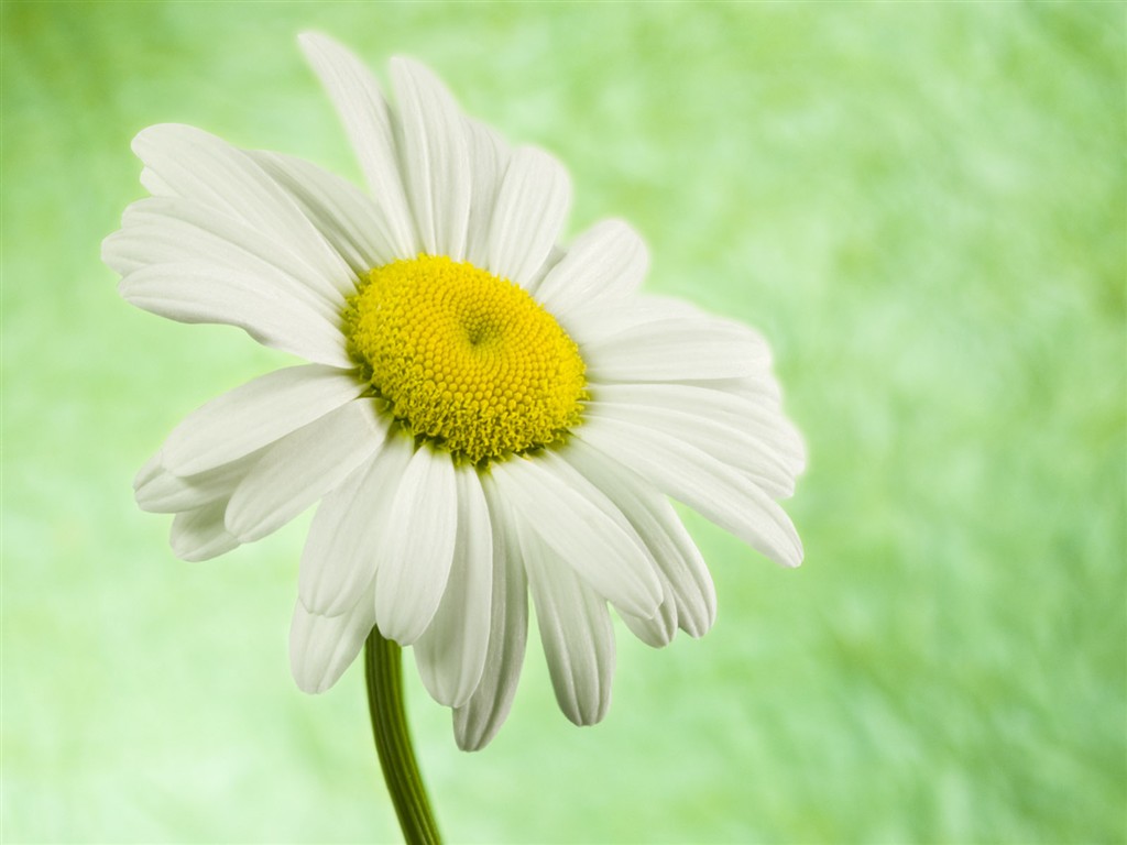 Flowers close-up (2) #9 - 1024x768