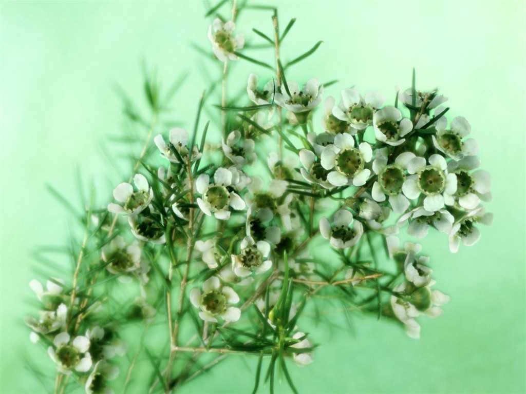 Flowers close-up (2) #19 - 1024x768