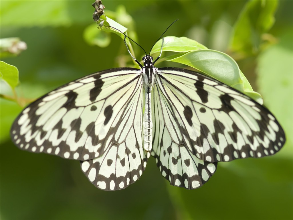 Butterfly Foto tapety (3) #6 - 1024x768