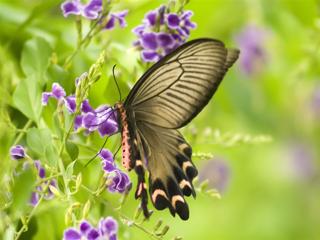 Fondo de pantalla de fotos de mariposas (3) #11 - 1024x768