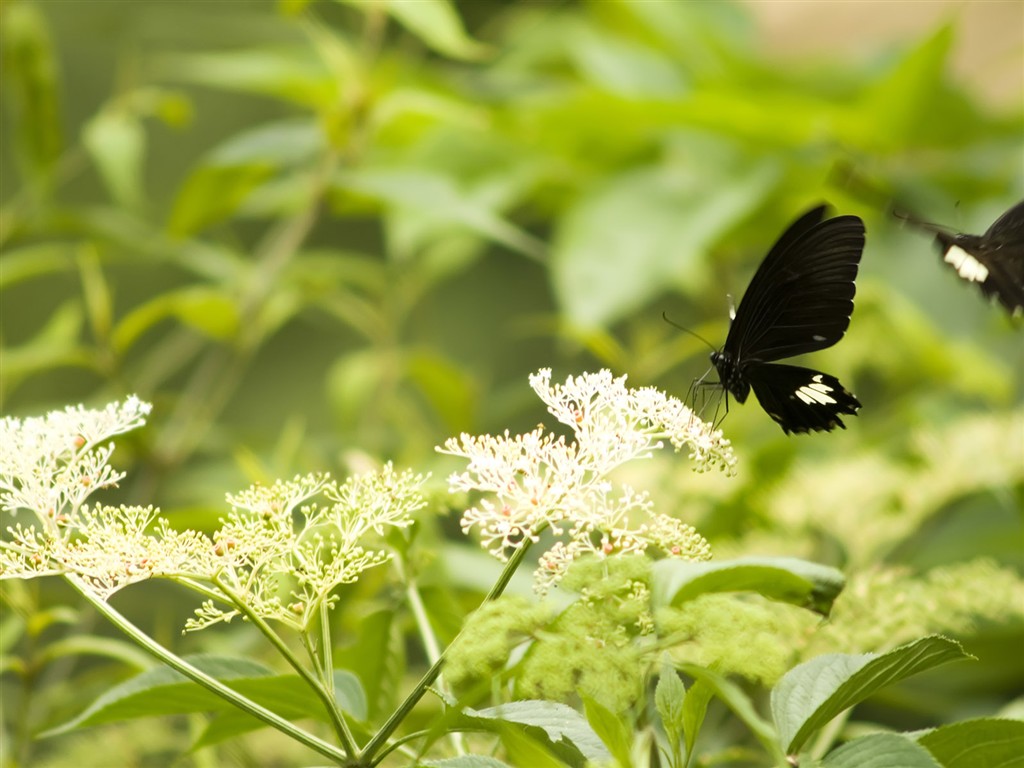 Fondo de pantalla de fotos de mariposas (3) #12 - 1024x768