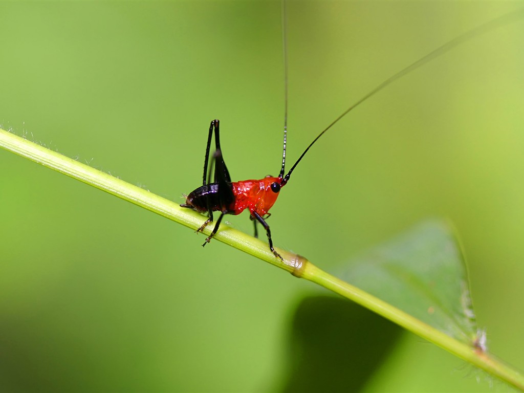 Papel tapiz de insectos # - 1024x768